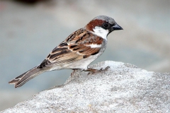hayvan_27