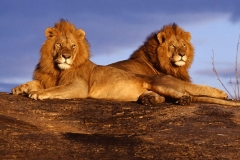 hayvan_36